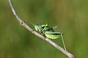 BUITEN BEELD Foto: 449618