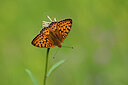 BUITEN BEELD Foto: 449620