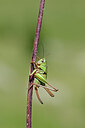 BUITEN BEELD Foto: 449621
