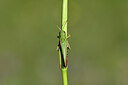 BUITEN BEELD Foto: 449627