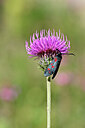 BUITEN BEELD Foto: 449628