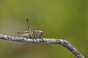BUITEN BEELD Foto: 449629