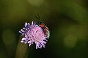 BUITEN BEELD Foto: 449635