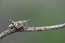 BUITEN BEELD Foto: 449636