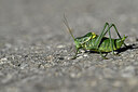 BUITEN BEELD Foto: 449653