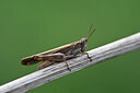 BUITEN BEELD Foto: 449657