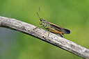BUITEN BEELD Foto: 449660