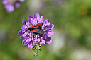 BUITEN BEELD Foto: 449664