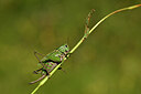 BUITEN BEELD Foto: 449667