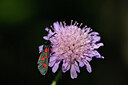 BUITEN BEELD Foto: 449672