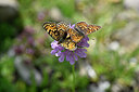 BUITEN BEELD Foto: 449673