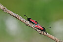 BUITEN BEELD Foto: 449674