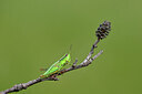 BUITEN BEELD Foto: 449675