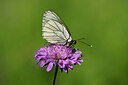 BUITEN BEELD Foto: 449710
