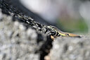 BUITEN BEELD Foto: 449714