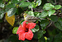 BUITEN BEELD Foto: 449727