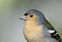 BUITEN BEELD Foto: 449729