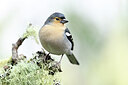 BUITEN BEELD Foto: 449735