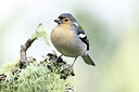BUITEN BEELD Foto: 449738