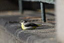 BUITEN BEELD Foto: 449748