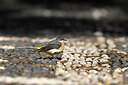 BUITEN BEELD Foto: 449750