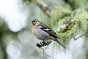 BUITEN BEELD Foto: 449751