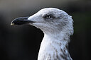 BUITEN BEELD Foto: 449753