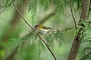 BUITEN BEELD Foto: 449760