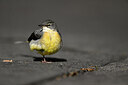 BUITEN BEELD Foto: 449769