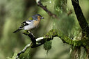 BUITEN BEELD Foto: 449773