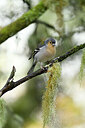 BUITEN BEELD Foto: 449778