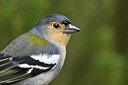 BUITEN BEELD Foto: 449788