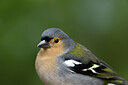 BUITEN BEELD Foto: 449790