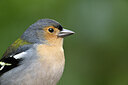 BUITEN BEELD Foto: 449791