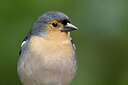 BUITEN BEELD Foto: 449793