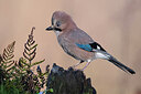 BUITEN BEELD Foto: 449820