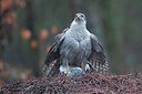 BUITEN BEELD Foto: 449844