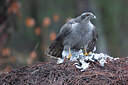 BUITEN BEELD Foto: 449845