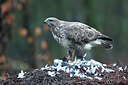 BUITEN BEELD Foto: 449846