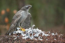 BUITEN BEELD Foto: 449847