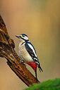 BUITEN BEELD Foto: 449848