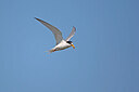 BUITEN BEELD Foto: 449852