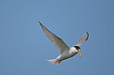 BUITEN BEELD Foto: 449854