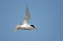 BUITEN BEELD Foto: 449856