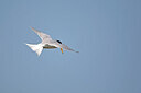 BUITEN BEELD Foto: 449857