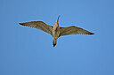 BUITEN BEELD Foto: 449858