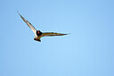 BUITEN BEELD Foto: 449861