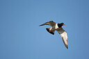 BUITEN BEELD Foto: 449862