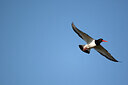 BUITEN BEELD Foto: 449863