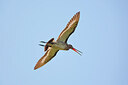 BUITEN BEELD Foto: 449866